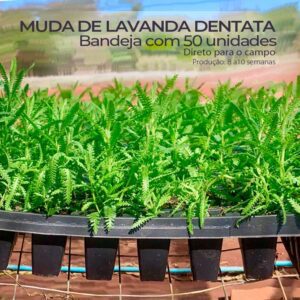 Lavanda dentata — BD50 Santa Lavanda