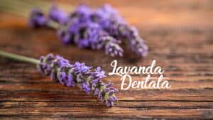 lavanda-dentata-santa-lavanda