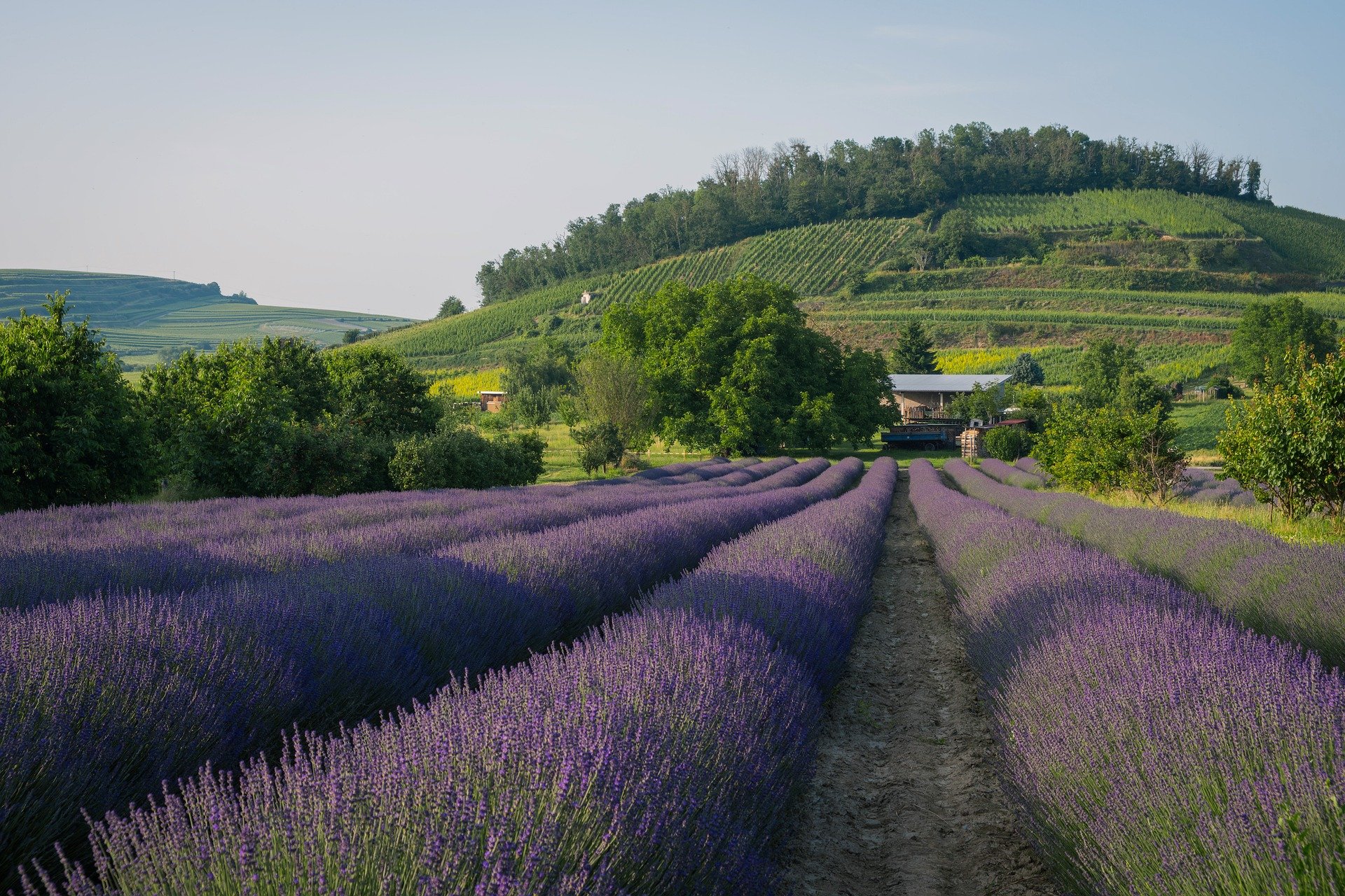 Campo de Lavanda